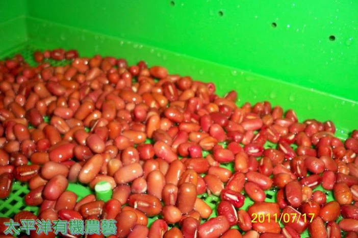 紅豆芽培育
