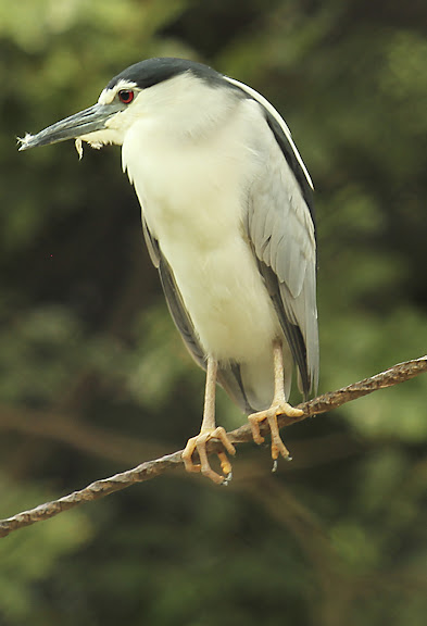 Vandalur Zoo - Kingfisher