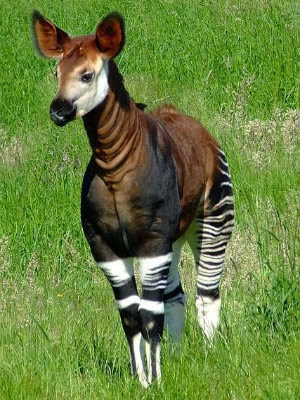 Is Okapi one of the strange animals of Africa?
