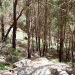 Forest on the steep climb out of The Basin (29729)