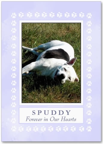 Purchase Heavenly Blue Pet Memorial Cards with God Spelled Backwards on the Back