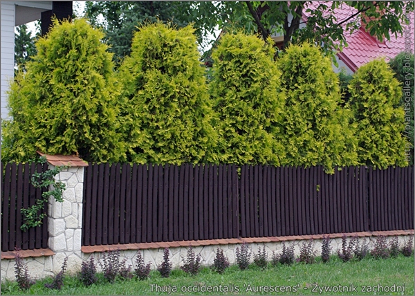 Thuja occidentalis 'Aurescens' - Żywotnik zachodni przykład wykorzystania w architekturze ogrodowej