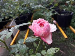 Nụ hoa hồng cắt cành Carey rose