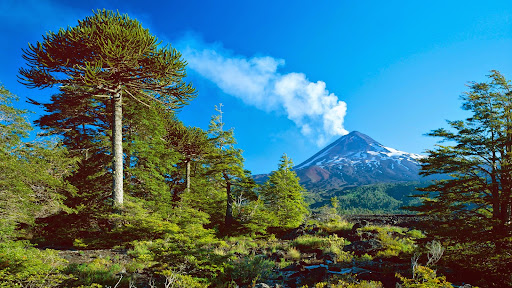 Volcano Llaima With Monkey Puzzle Tree, Conguillio National Park, Chile.jpg