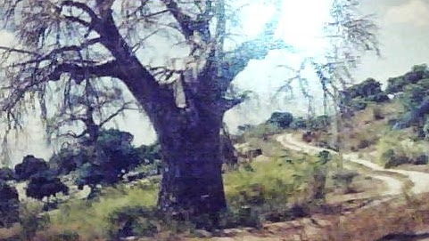 Cover photo
