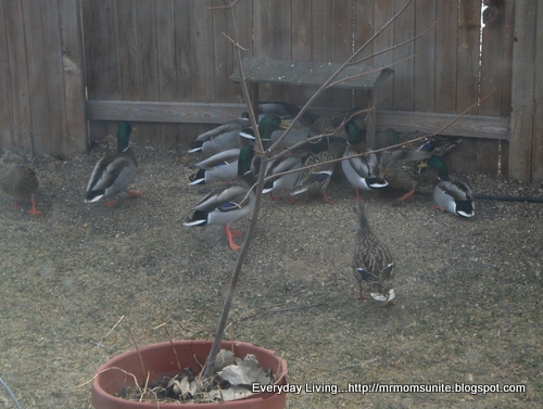 photo of ducks eating from our feeder
