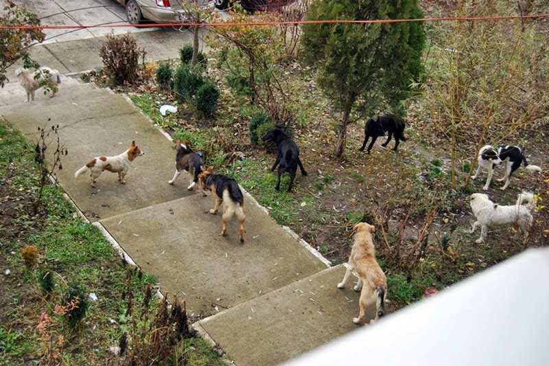 Haită de câini în cartierul ANL din zona Gării Burdujeni, municipiul Suceava