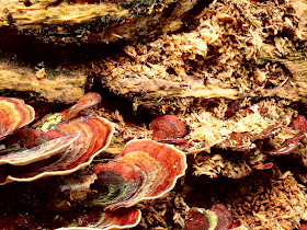 真菌：相鄰小孔菌。真菌將枯木分解成為木屑狀。