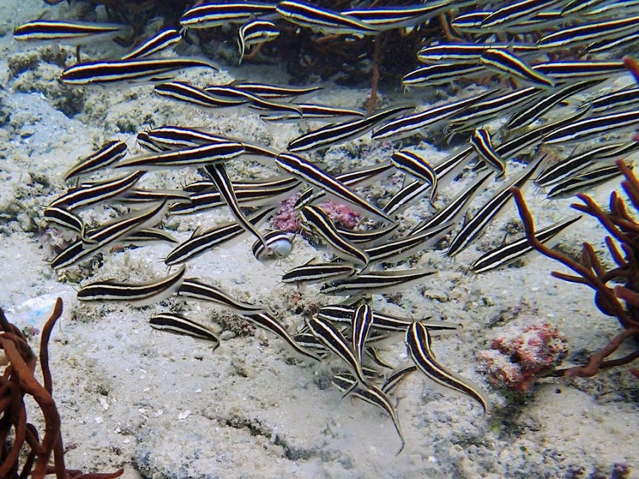 Plotosus lineatus (Coral Catfish), Miniloc Island Resort reef, Palawan, Philippines.