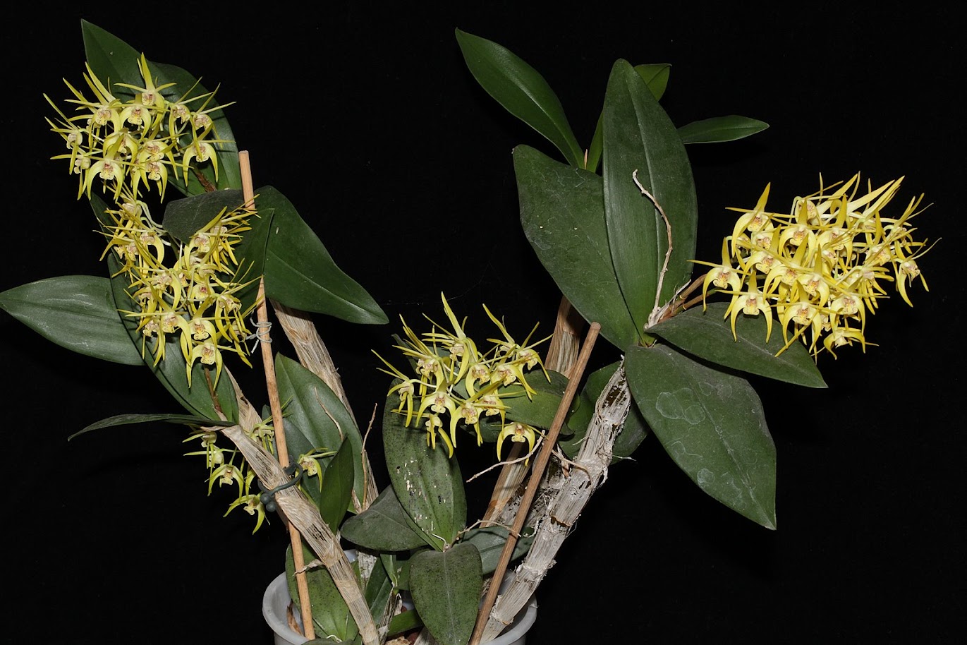 Dendrobium Hilda Poxon (speciosum x tetragonum) IMG_2122+%2528copie%2529
