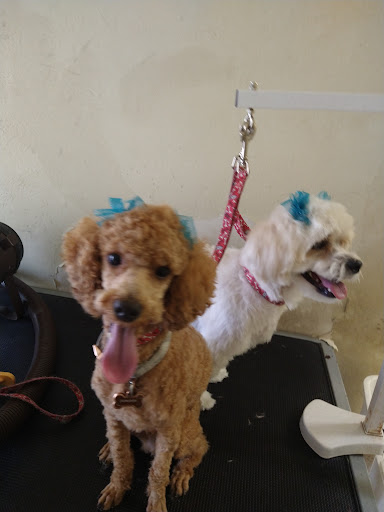 A Puppy Bath Pet Grooming Salon