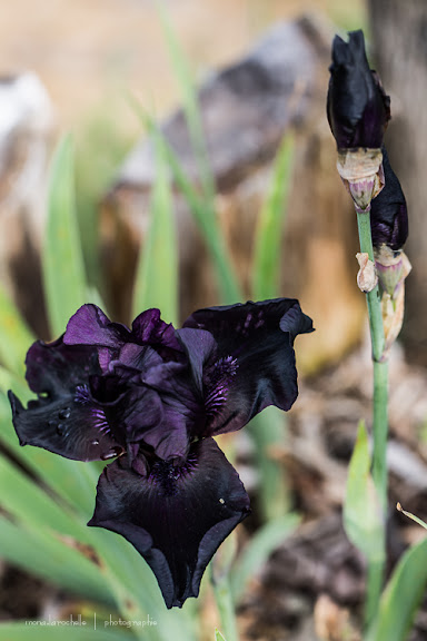 Iris germanica Superstition Iris-germanica-superstition-130625-11rm