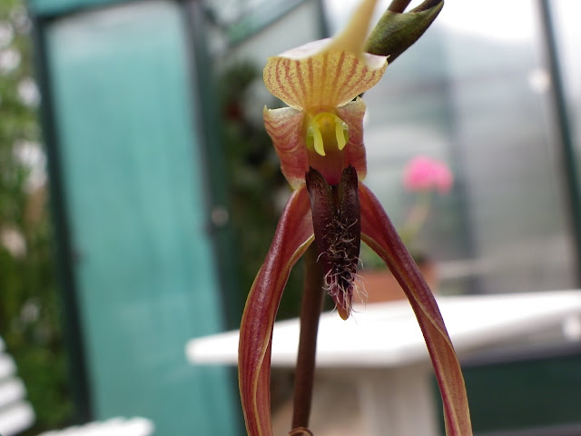 Bulbophylum sulawesi IMGP5869
