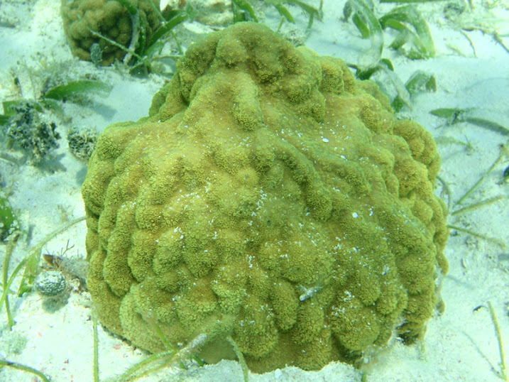 Porites asteroides (Mustard Hill Coral) off Ambergris Caye, Belize.