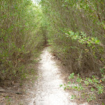 Track through forest on the Awabakal Coastal Walk (391859)