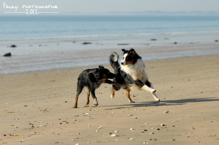 Border & Westies DSC_0015