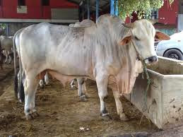 Sapi salah satu hewan penghasil pupuk kandang Sapi salah satu hewan penghasil pupuk kandang