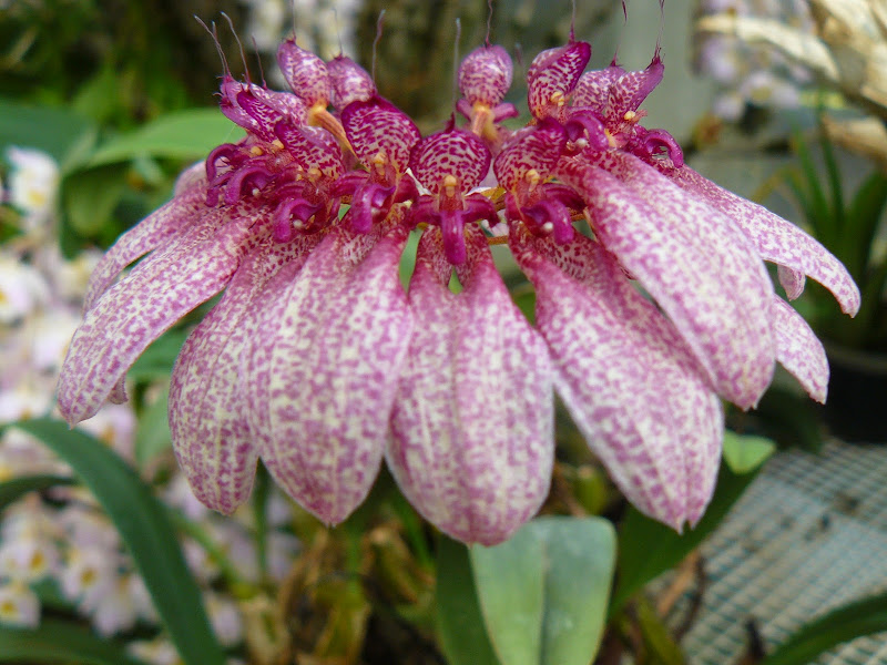 Bulbophyllum eberhardtii (longiflorum) P1040439