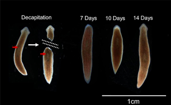 planarian