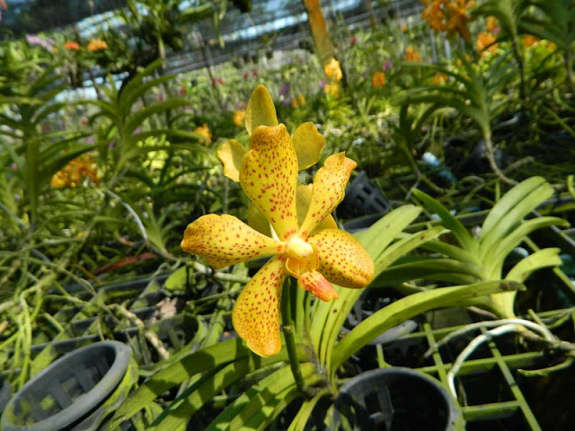Орхидеи и прочая красота на о. Пхукет - Страница 17 DSCN0265