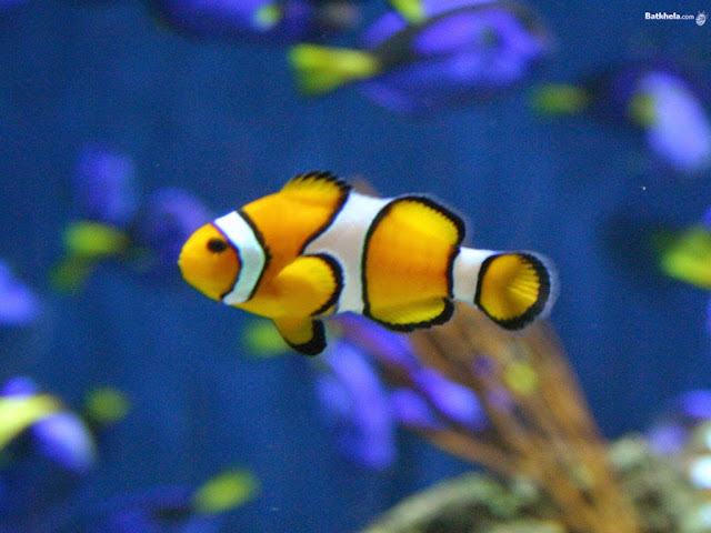 Fish Wallpapers Fish Wallpapers