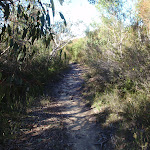 Thick heath vegetation on the Willunga track (156412)