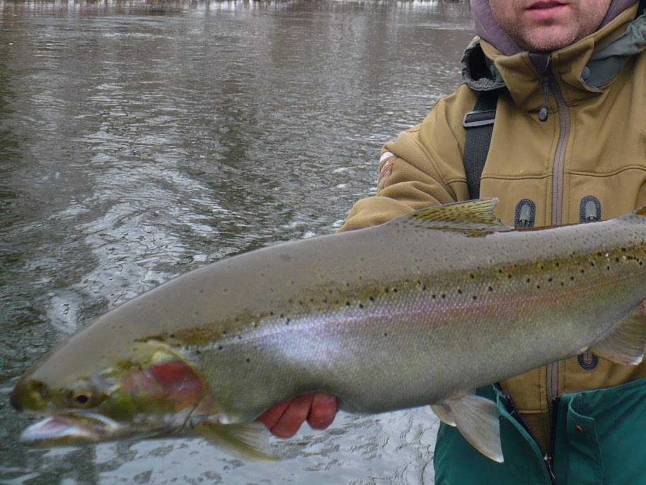 Float Fishing Steelhead in Michigan
