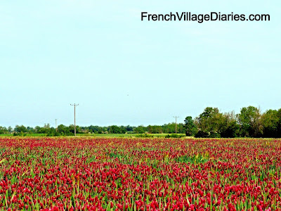 French Village Diaries Discover The Delights of Deux Sevres Silent Sunday fields colours of the rainbow