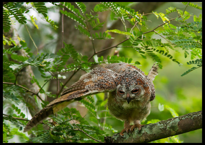 Mottled Wood Owl being attacked by Babblers