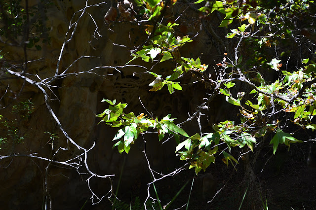 a layer of small holes in the sandstone