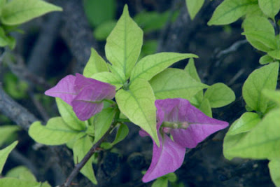 violet flower