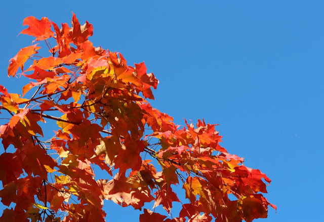 red-orange leaves against a brilliant blue sky