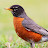 Robin Bot avatar image