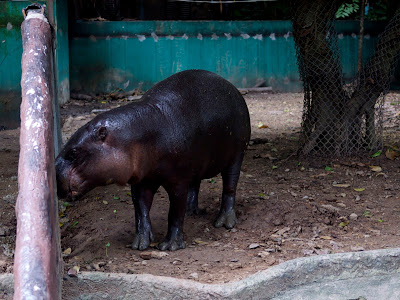 Зоопарк в Чиангмае: второй раз