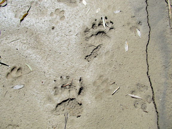 Bear tracks
