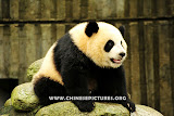 Chinese Panda Photo 1