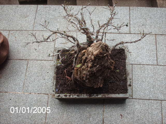 Ficus Microcarpa Começando... PICT2504
