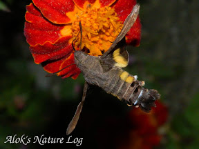 Sphingidae, Macroglossinae, Macroglossini, Macroglossum nycteris