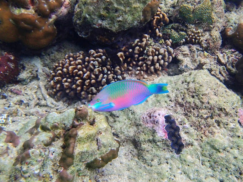 Scarus quoyi (Greenblotch Parrotfish), Miniloc Island Resort reef, Palawan, Philippines.