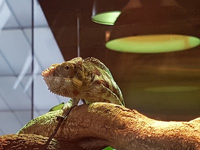 Photos of Reptile House Earth