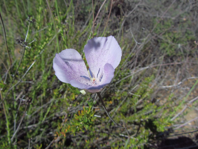 furry and blue Mariposa Lily