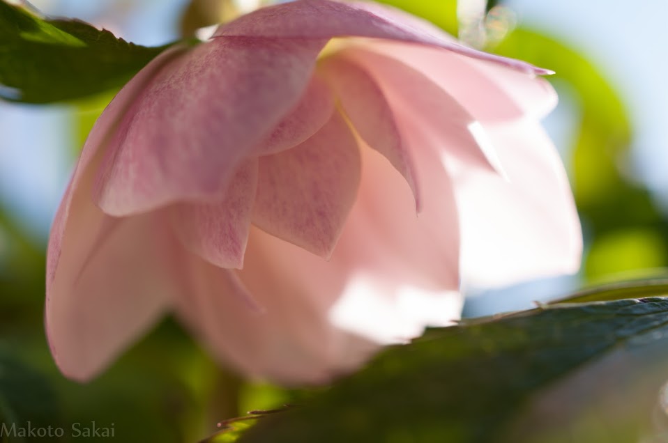 Helleborus hybridus Helleborus hybridus