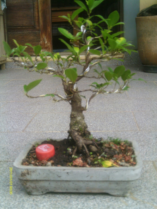 Ficus Retusa 23 cmts. ... IMAG0006