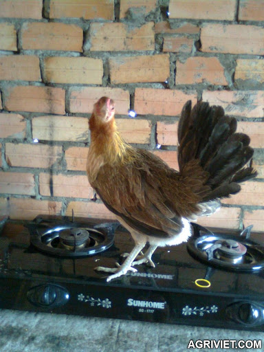 Agriviet.Com-H%25C3%25ACnh_%25E1%25BA%25A3nh0199.jpg Agriviet.Com-H%25C3%25ACnh_%25E1%25BA%25A3nh0199.jpg
