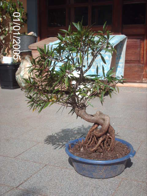 Ficus Nerifolia, Uma raiz de 3 anos... PICT0954