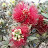 theimpatientgardener