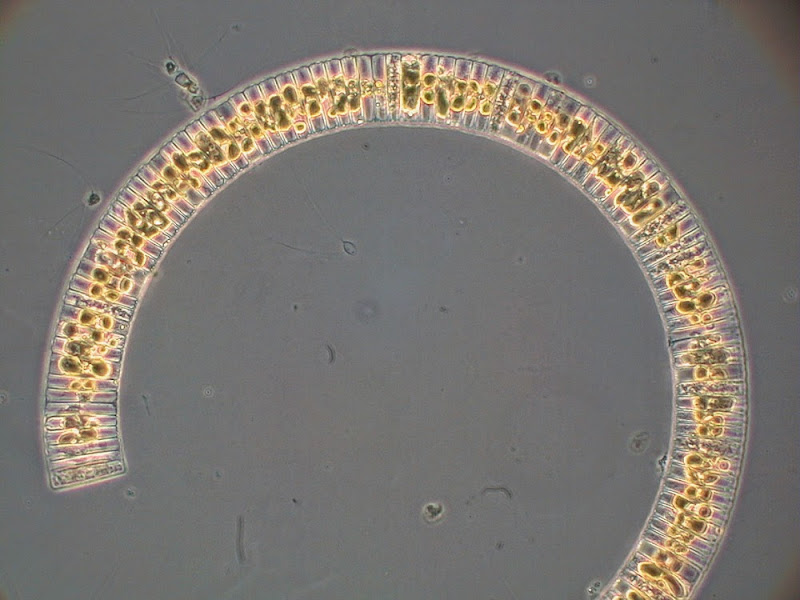 현미경으로 본 식물플랑크톤