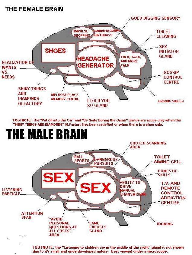Thetouchofumie Differences Between Males And Females Brain 