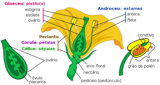 morfologia vegetal - flor