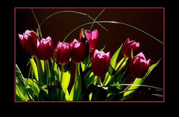 Ensemble, faisons une chaîne  - Page 12 Tulipes